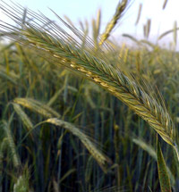 Rye