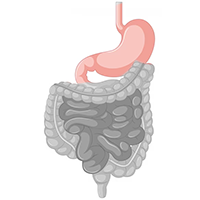 Stomach